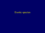 Exotic species