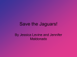 Save the Jaguars! - confrey
