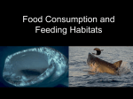 Food Consumption and Feeding Habitats