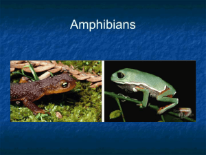 Amphibians