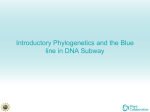 Blue_line_phylo_intro