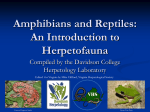 Amphibians and Reptiles: An Introduction to Herpetofauna