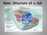 Chapter 3 The Basic Structure of a Cell