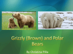 Grizzly (Brown) and Polar Bears - Wildlife Ecology and Conservation