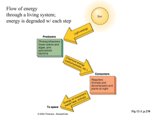 Marine Ecology