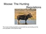 Moose: The Hunter`s Most Wanted Prize