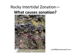 Rocky Intertidal Zonation