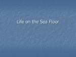 Life on the Sea Floor - WHS