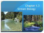 Stream Biotic and Abiotic