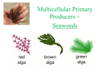 Multicellular Primary