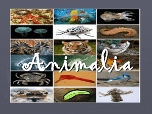 Animalia