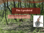 The Lyrebird