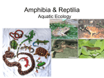 Amphibia & Reptilia