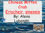 Chinese Mitten Crab