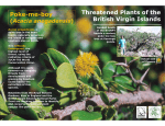 Threatened Plants of the British Virgin Islands Poke-me-boy Acacia anegadensis