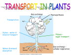 PLANTS - BellaireAPBio