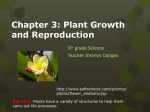 What makes a Plant a Plant?