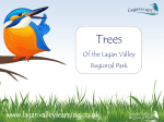 Trees PowerPoint - Lagan Valley Learning