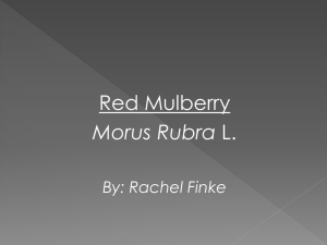 Red Mulberry