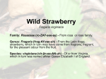 Strawberry - Rouge Park