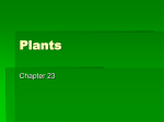 Plants