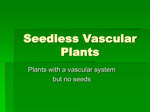 Seedless Vascular Plants