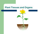 Leaf structure - Teaching Biology Project