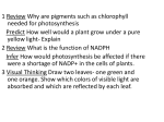 Ch 8 Photosynthesis