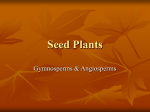 Seed Plants