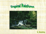 Tropical Rainforest - Bergen County Technical Schools