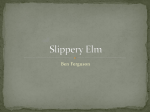 Slippery Elm - Herrin High