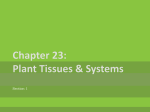 Chapter 23: Plant Tissues & Systems