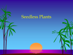 Nonvascular Seedless Plants