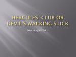 Hercules’ Club or Devil’s Walking Stick