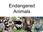 Endangered Animals