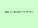 Tree Identification - Bradford CUSD #1 | Bradford