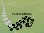 Plant Adaptations - Ms. Ferguson's ATC Science Classes