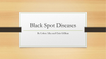 Black Spot Diseases