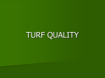 TURF QUALITY