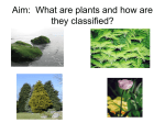 What are plants and how are they classified?
