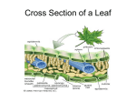 STOMATA and LEAF NOTES / PPT