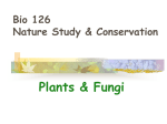Plants & Fungi