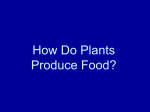 How Do Plants Produce Food?