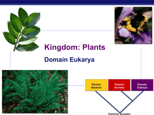 Plants Diversity