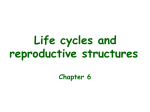 Life cycles and reproductive structures