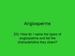 EQ: How do I name the types of angiosperms and list the