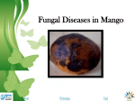 Fungal Diseases in Mango