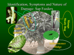 Identification, Symptoms and nature of damage: Fruit fly, Stone/Nut