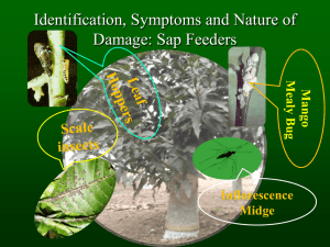 Identification, Symptoms and nature of damage: Fruit fly, Stone/Nut