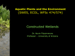 Wetland Ecosystem Management - Nutrient Cycles